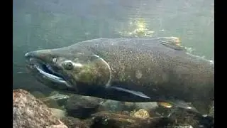 creek #asmr #cute #environment #fishing #fish #happy #nature #salmon