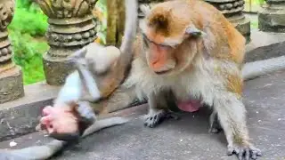 Little baby monkey Rambo tries to ask for breast milk - but Dad w@rns him to disturb his mother