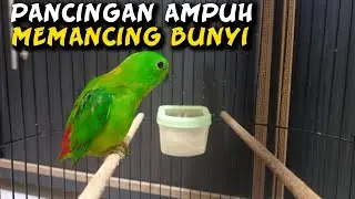Burung serindit gacor - pancingan serindit agar bunyi - kicau mania .9