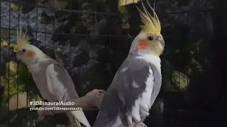A Pair of Cockatiel - Grey Pied (Male) & Cinnamon Pied (Female)