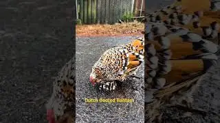 Amazing Dutch Booted Bantam Chickens #shorts #cuteanimals #bantam #bantams #chicken #citizentv