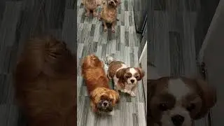 Cooking food for dogs 🐶#pets #puppy #dog #shorts #youtubeshorts