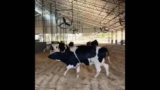 Compost Barn Orizona - GO #shorts #compostbarn #pecuariadeleite