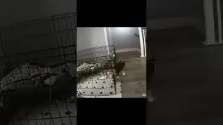 Corgi Puppy Escapes Again! Caught Live on Pet Camera #petcam