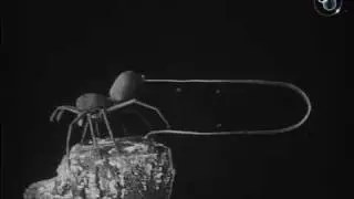 To Demonstrate How Spiders Fly (1909)