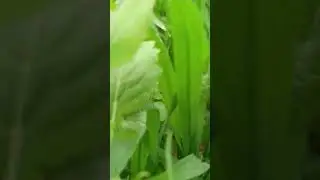 #farmerlife#fqrminf #1000subscriber #farming #wheatfarming #viral#virqlshorts