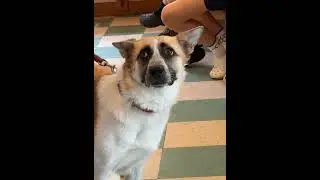 Dramatic dog afraid of cat #dogs #funny #pets #cat #dogvideos #cutedog #funnyvideos #foryou