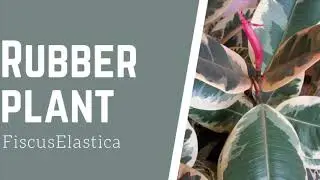 Rubber Plant || Ficus Elastica || Rubber Plant Care Tips || Indoor Plants