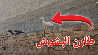 البش المصري طارن من البيت