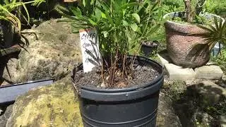CY055 - Coontie Cycad - Zamia Integrifolia - Several Young Coontie Plants - April 1, 2024