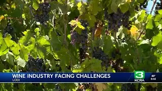 Lodi wineries face challenges amid declining wine demand