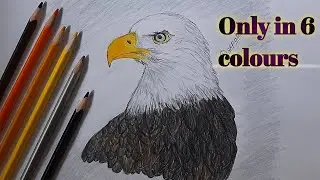 How to draw a Bald Eagle face only in 6 colour pencils | ChitraView