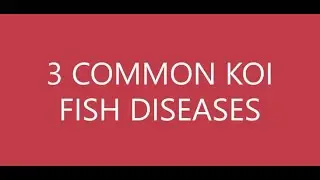 3 COMMON KOI FISH DISEASES IN BACKYARD | Koi Diseases  | Fin ROT | Mouth ROT | Diseases Treatment