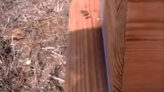 My busy bees