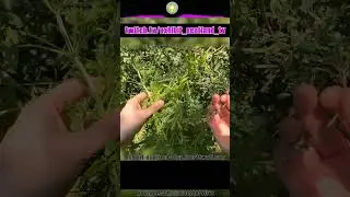 Sticky Willy Juice