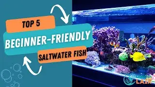 Top 5 Best Saltwater Fish for Beginners
