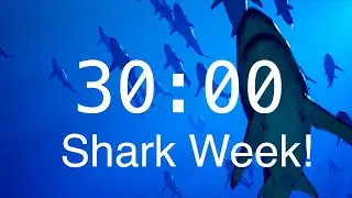 30 Minute Countdown Timer with Alarm | Relaxing Music | Shark Timer