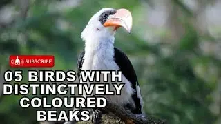 The Colorful Beaks of 5 Unique Birds