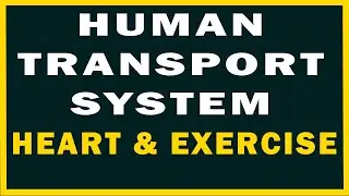The Human Transport System | Heart and Exercise | New Oxford Secondary Science 7 | Page 28|Chapter 2