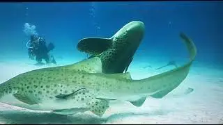Shark Diving in Thailand  Leopard Shark   Diving Phuket