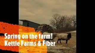 Springtime at Kettle Farms & Fiber! Sheep, chickens, angora bunnies, and ducks!