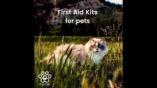 Cat First Aid Kits - Paw Palz