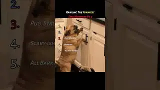 Ranking The Funniest Dog Moments Pt. 2! #shorts #animals #dogs #dogshorts #funnyanimals #funny