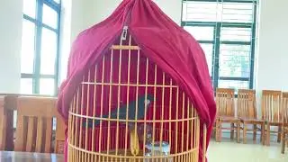 Hướng dẫn cách chọn và chăm sóc chim khướu cho người mới tập chơi (p1)