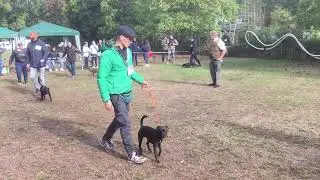 Patterdale Terrier Festival (Germany) - 2022