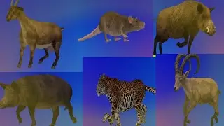 Animal running video | green screen  | funny animal | no copyright 3d stories
