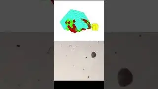 Xenobots are the future of synthetic organisms tiktok nasjaq