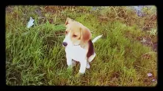 Boris The Beagle Trailer