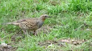Spotted Quail-Thrush