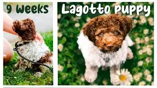 Lagotto Puppy 9 weeks old (learning new things and playing) #lagottoromagnolo