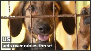 US suspends import of dogs over rabies threat