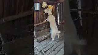 коза проказница😂🤷коза буутай хаатай харамай эбит