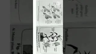 Class XII Biology Practical B.4 Study of flower & pollination | #shorts | @elearn2bsmart | Class XII