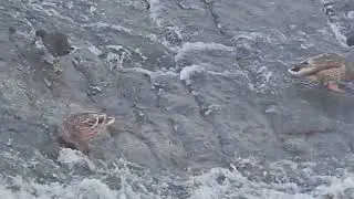 Very Hungry Ducks Foraging In The River #nature #wildlife #duck