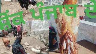 Shonk punjab de khude da shonk#pilaaseelmurga#aseelcare#murgedikurak