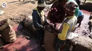 Beetroot Farm View From Karnataka