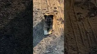 Щенок хочет найти лучшего друга! Пишите .