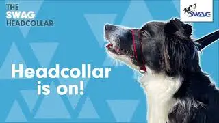 SWAG Headcollar - How to use