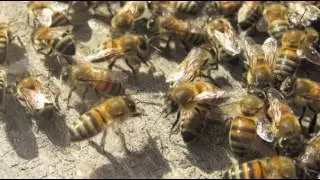 Best Pest Management Fullerton, CA