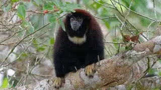 Lucifer Titi&mdash;Very confusing names