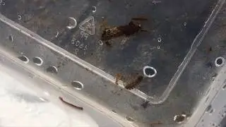 Aquatic Sowbug and More in Motion