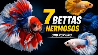 🐟 Los 7 Bettas hermosos que debes tener