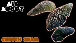 All About The Cerith Snail