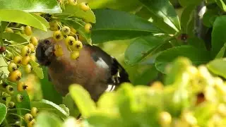 Maine et loire birds: Le beau pinson des arbres