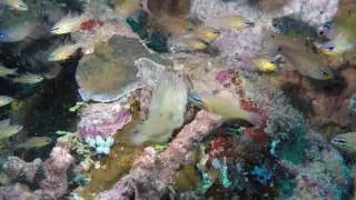 Leaf Scorpionfish