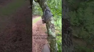 Very Sad... #deer  #deer hunting #public land hunting #nature #deer scouting